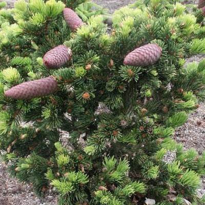 Ель колючая Лаки Страйк (Picea pungens Lucky Strike)