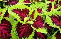 Ко́леус (лат. Coleus)